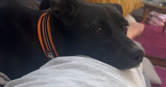 mélanie pet sitter à ST philbert de grand lieu 44310_4