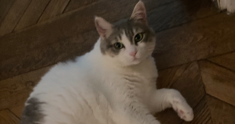cindy pet sitter à AVIZE 51190_3