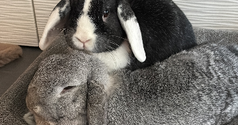 solène pet sitter à NOISY LE GRAND 93160_4