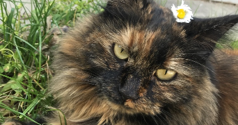 célia pet sitter à ANGEOT 90150_3