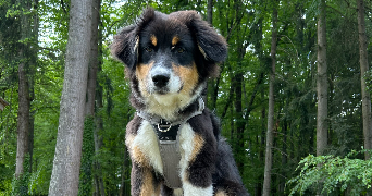 deborah pet sitter à Isle 87170_7