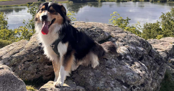elisa pet sitter à ST GEORGES HAUTE VILLE 42610_2