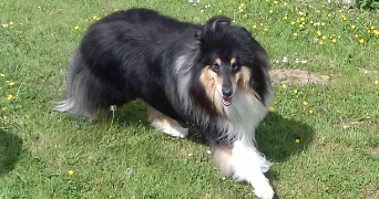 aurélie pet sitter à ST VENANT 62350_1