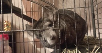 angèle pet sitter à LANNION 22300_1