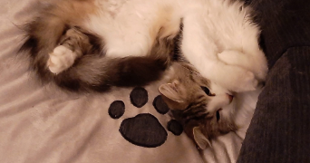 marie pet sitter à PLOUMILLIAU 22300_5