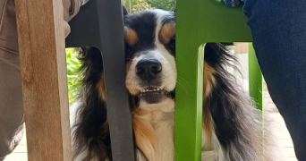 pierre pet sitter à NANTES 44300_4