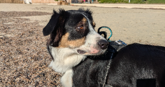 marjorie pet sitter à TOULON 83000_5