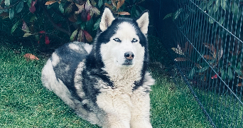 amelie pet sitter à AUBIGNY LES SOMBERNON 21540_0