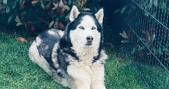 amelie pet sitter à AUBIGNY LES SOMBERNON 21540