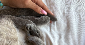 auxane pet sitter à BORDEAUX 33000_2