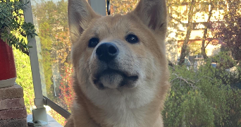lucie  pet sitter à CLERMONT FERRAND 63000_2