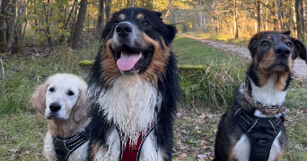cécile pet sitter à LA QUEUE EN BRIE 94510_3