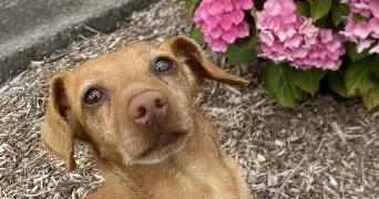 manon pet sitter à MASSERAC 44290