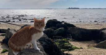 amandine pet sitter à EPINAY SUR SEINE 93800_1