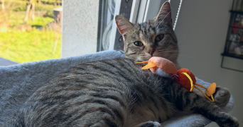 sohlene pet sitter à TRIEUX 54750_2