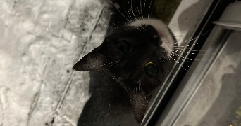 coralie pet sitter à LILLE 59260_4