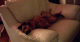 giulia pet sitter à PARIS 11 75011_6