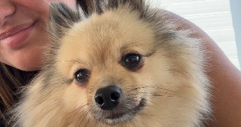 maeva pet sitter à HAGUENAU 67500_1