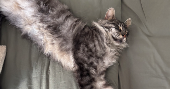 loane pet sitter à TOULOUSE 31500_2