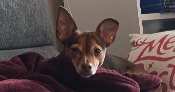 annabelle pet sitter à ORGEVAL 78630_0