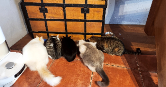clémentine pet sitter à MERAS 09350_3