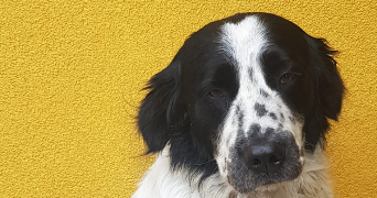 lucile pet sitter à LA TOUR DE SALVAGNY 69890_3