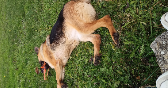 fabrice pet sitter à TOULOUSE 31400_1