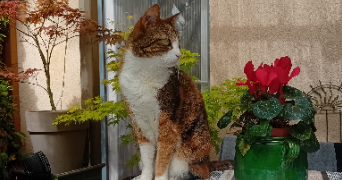anna-lisa pet sitter à OLLIOULES 83190_1