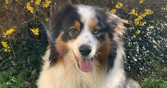 kirsten pet sitter à PORT JEROME SUR SEINE 76330_4