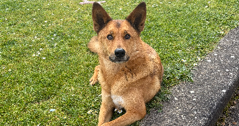 clémence pet sitter à VOUVRAY 37210_2