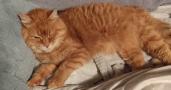 jessica pet sitter à QUETTREVILLE SUR SIENNE 50660_4