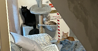 naïa pet sitter à MOISSY CRAMAYEL 77550_4
