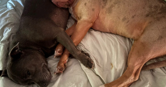 héli pet sitter à CRETEIL 94000_4