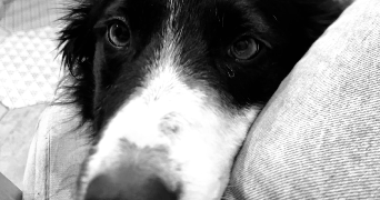 celia pet sitter à CHISSEY EN MORVAN 71540_2