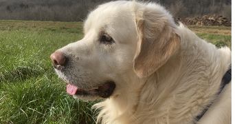 mathilde pet sitter à NANCY 54000_1