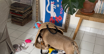 fanny pet sitter à PLONEOUR LANVERN 29720_7