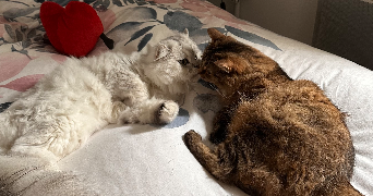 mélanie pet sitter à VILLEREAU 45170_3