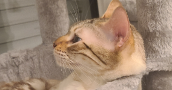 oceane  pet sitter à BOURGES 18000_7