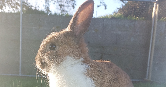 ninon pet sitter à ST JEAN DE MONTS 85160_1