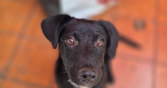 charline pet sitter à VILLENAVE D ORNON 33140_2