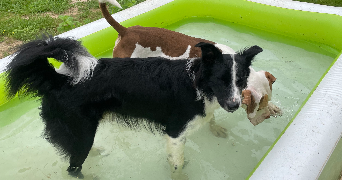 elea pet sitter à FLAVIGNAC 87230_9