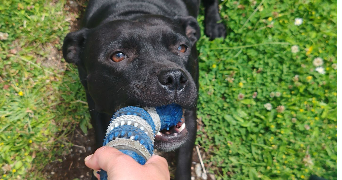 marie pet sitter à ST HERBLAIN 44800_1