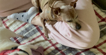 noémie pet sitter à LILLE 59800_4