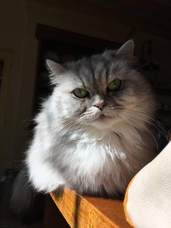 lola pet sitter à AGEN 47000_4