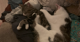 eve-anne pet sitter à RENNES 35700_2