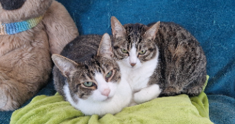 rina pet sitter à VILLEBAUDON 50410_1