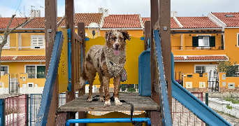 lou-anh dog sitter à PARIS 14 75014_2