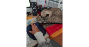 delphine pet sitter à BORDEAUX 33300_5