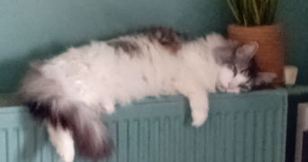 gaëlle pet sitter à RUEIL MALMAISON 92500_6
