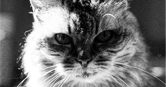 charles pet sitter à LA ROCHELLE 17000_2